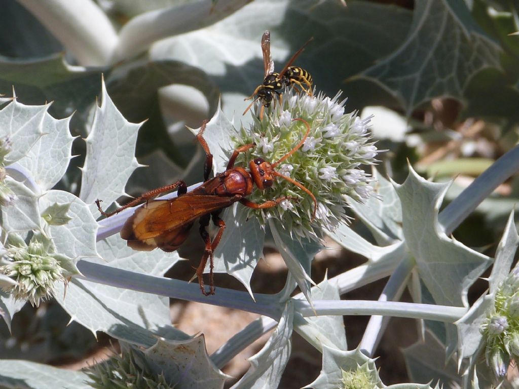 Cryptocheilus discolor (Pompilidae)